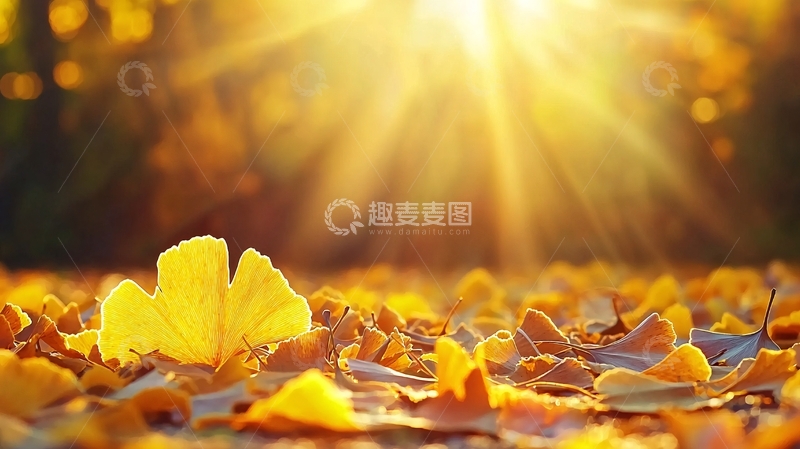 高清大图下载【趣麦麦图】秋日暖阳下的银杏叶