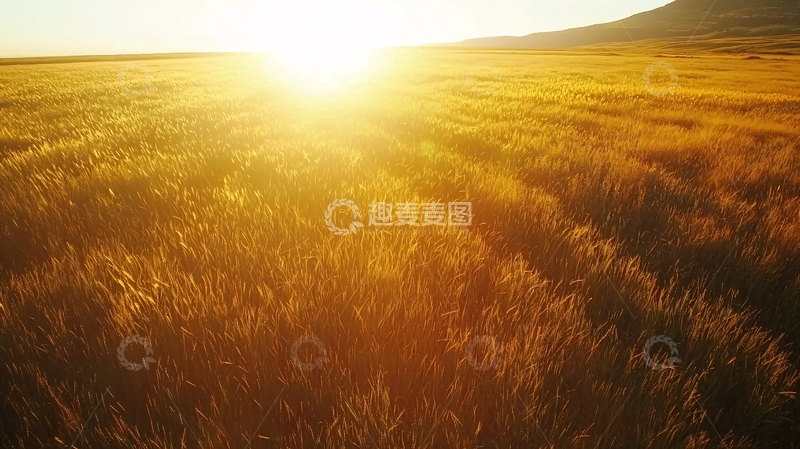 高清大图下载【趣麦麦图】金色的麦田夕阳