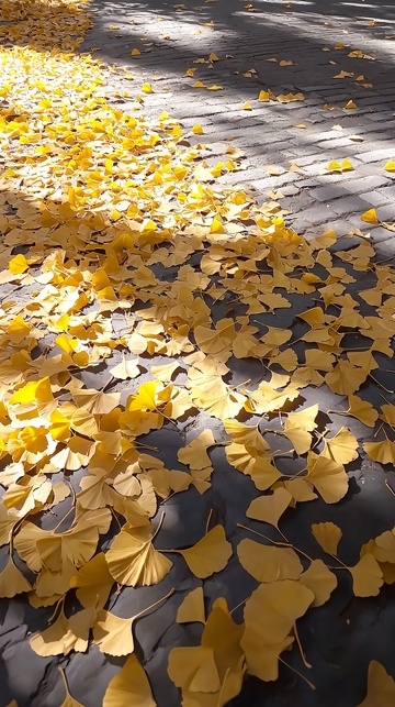 阳光下金黄的银杏叶