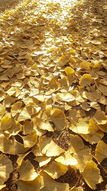 阳光下金黄的银杏叶