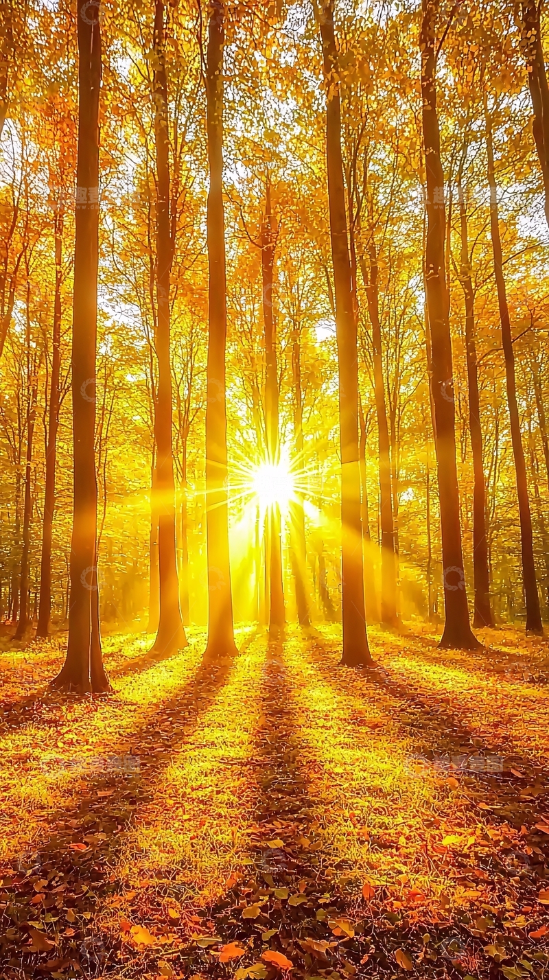 高清大图下载【趣麦麦图】秋日阳光森林
