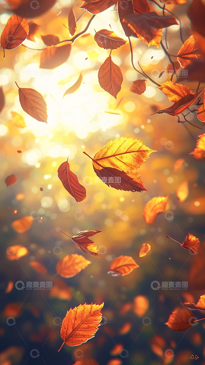 高清大图下载【趣麦麦图】阳光下飘落的秋叶