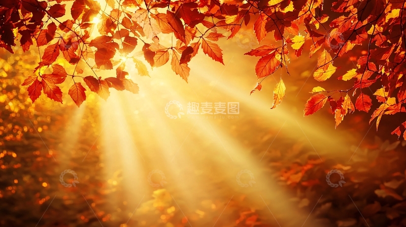 高清大图下载【趣麦麦图】秋日阳光透过红叶