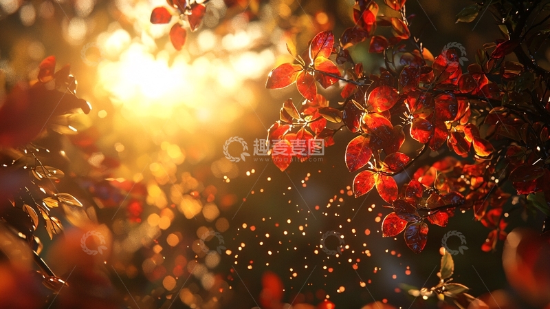 高清大图下载【趣麦麦图】秋日落叶光影