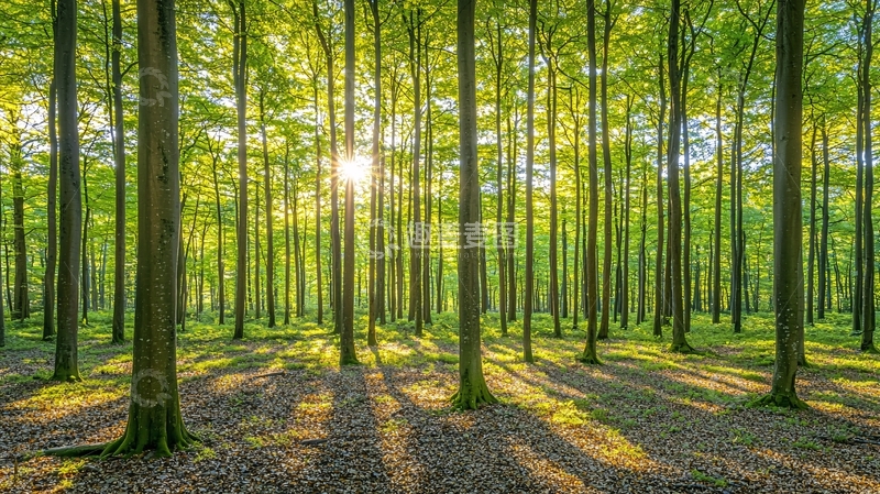 高清大图下载【趣麦麦图】阳光透过树林