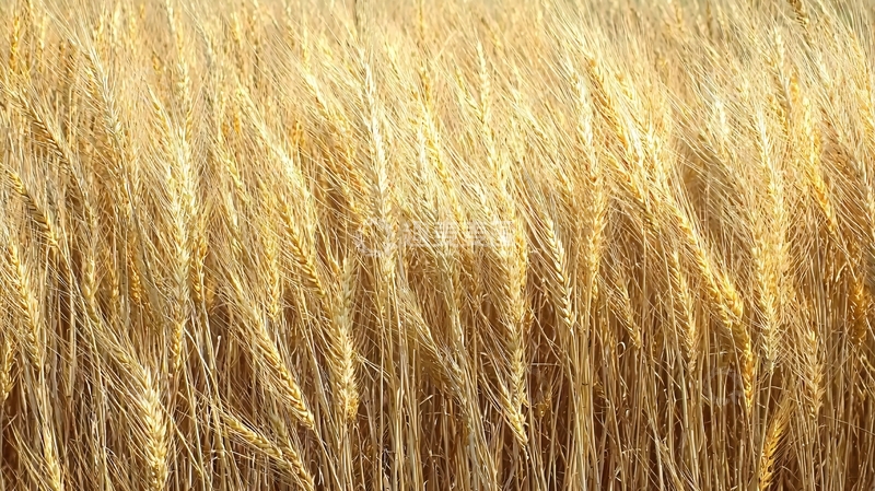 高清大图下载【趣麦麦图】金黄麦浪