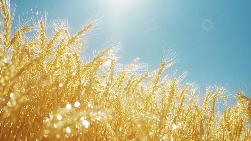 高清大图下载【趣麦麦图】阳光下的金黄麦田