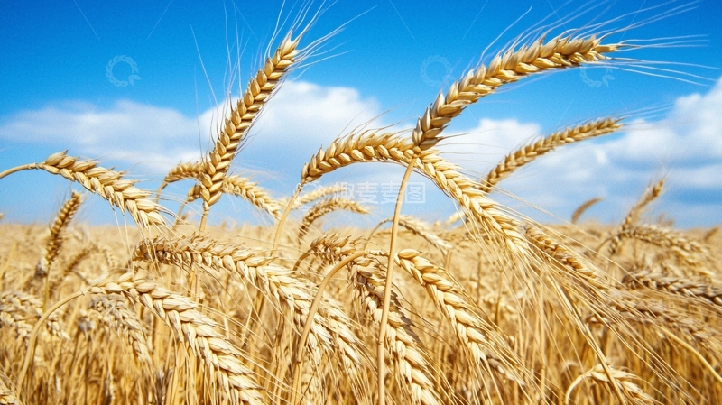 高清大图下载【趣麦麦图】金黄麦浪丰收景象