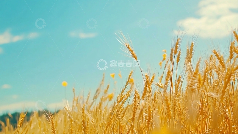 高清大图下载【趣麦麦图】金黄麦田蓝天白云