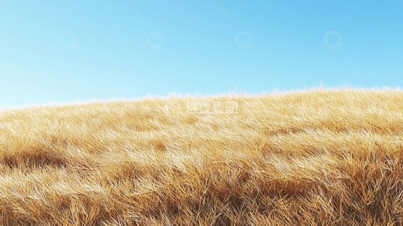 高清大图下载【趣麦麦图】金黄麦田蓝天