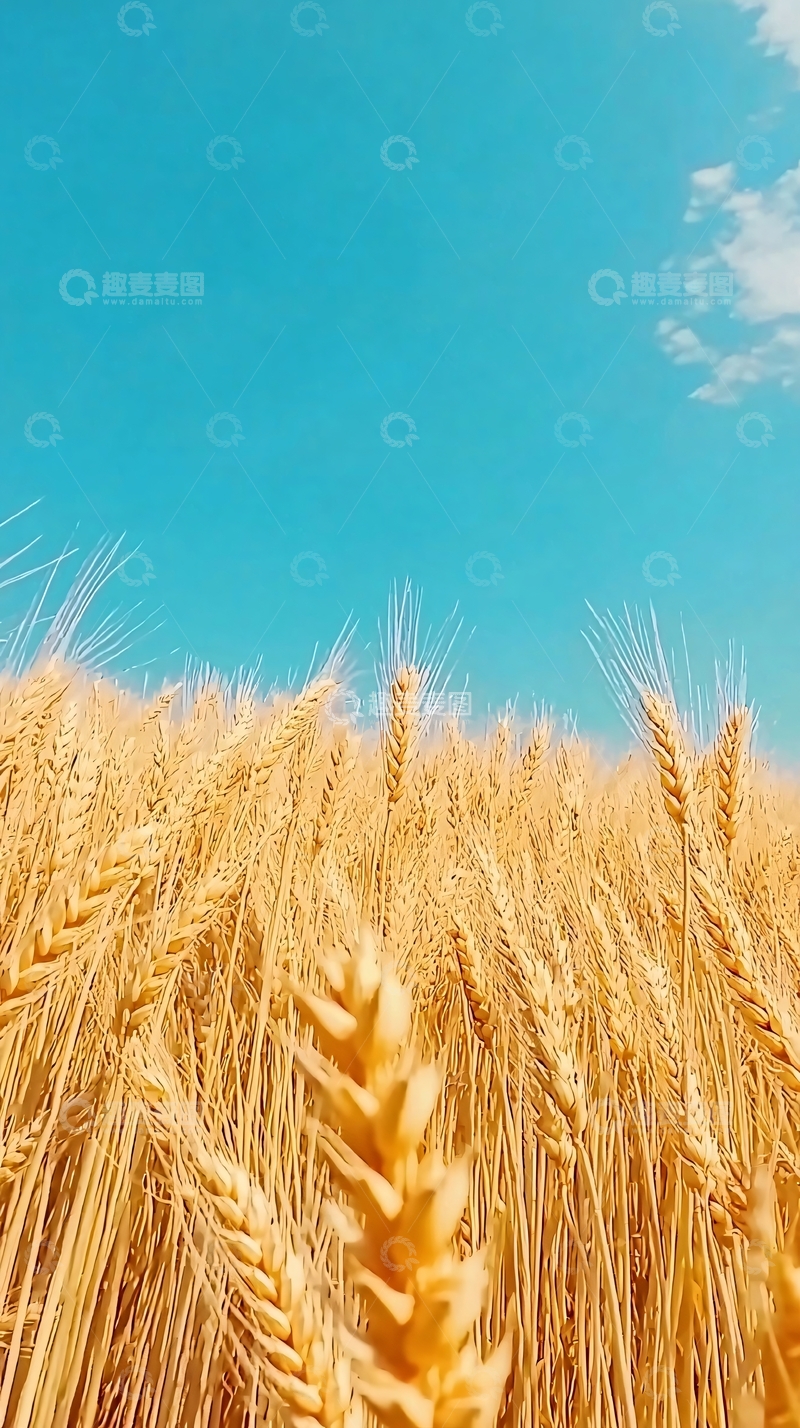 高清大图下载【趣麦麦图】金黄麦田蓝天白云