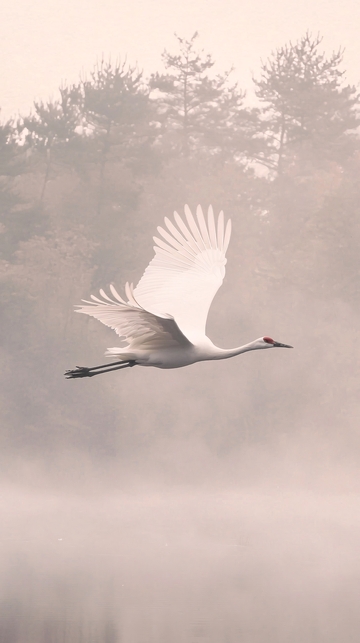 雾中飞翔的白鹤
