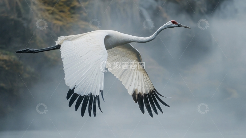 高清大图下载【趣麦麦图】雪白仙鹤瀑布飞翔