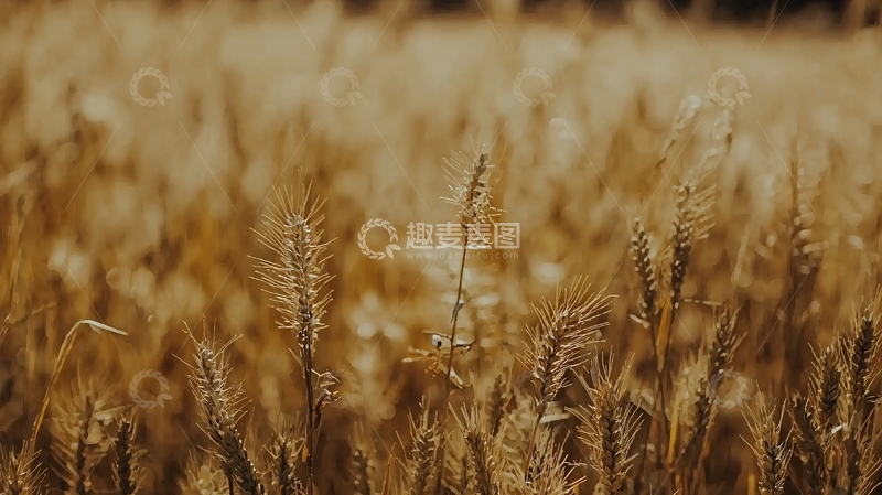 高清大图下载【趣麦麦图】秋日金色麦田
