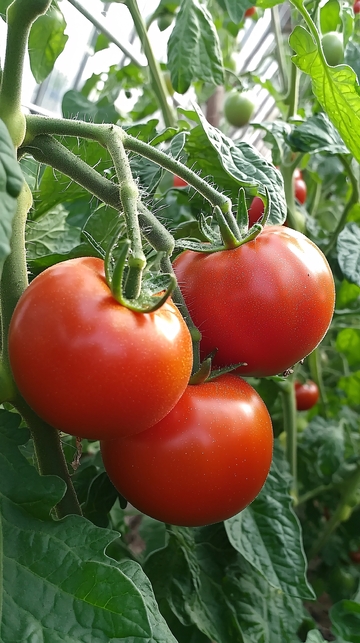 红彤彤的西红柿成熟丰收