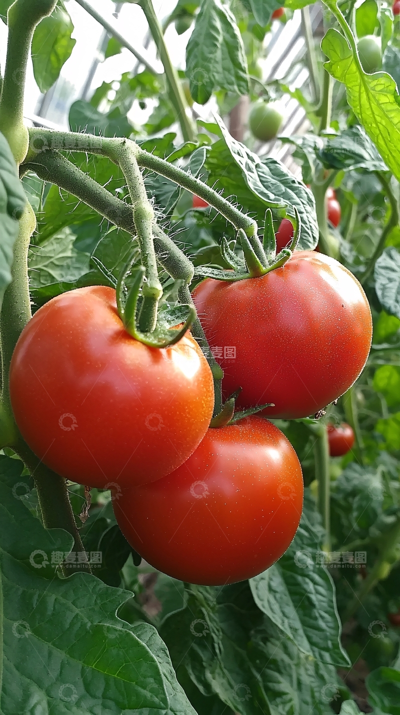高清大图下载【趣麦麦图】红彤彤的西红柿成熟丰收