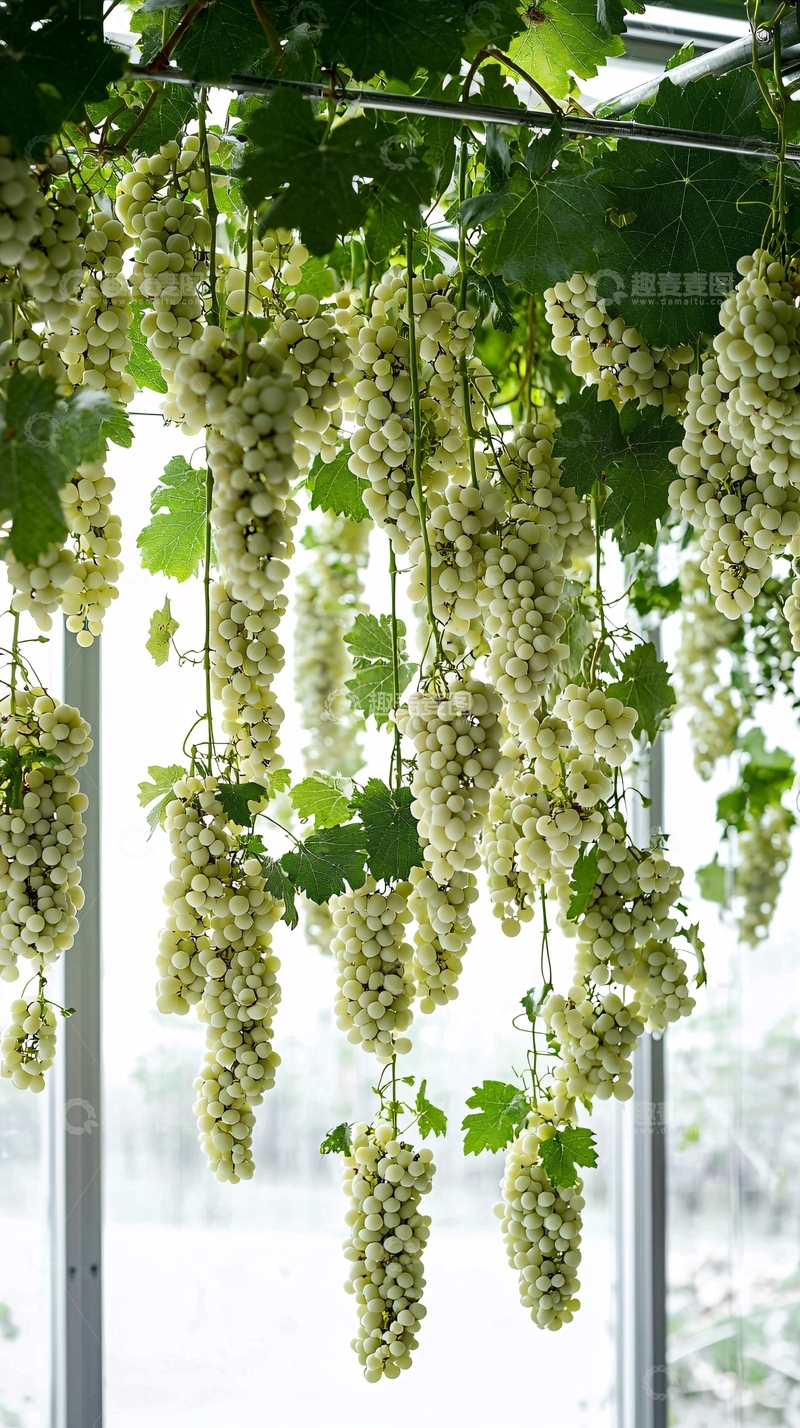 高清大图下载【趣麦麦图】垂挂的白色葡萄