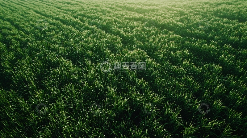 高清大图下载【趣麦麦图】绿色麦田俯瞰图