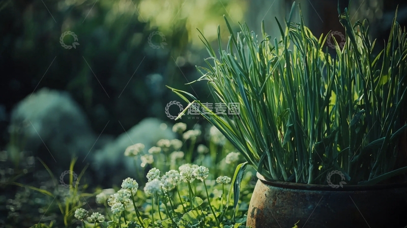 高清大图下载【趣麦麦图】绿植盆栽