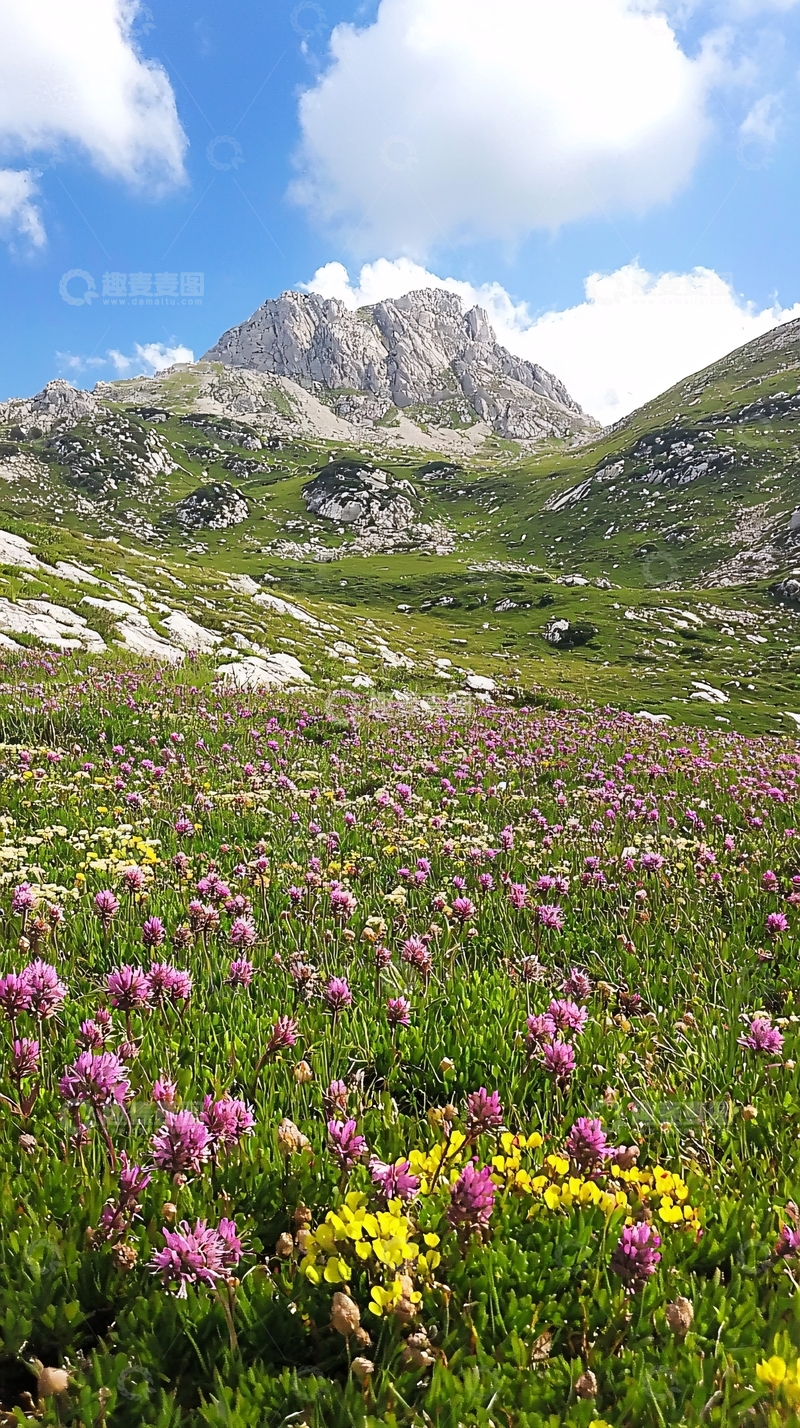 高清大图下载【趣麦麦图】高山野花