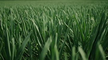 绿油油的青草地