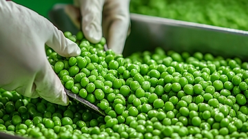 工人分拣新鲜豌豆