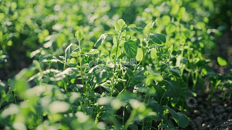 高清大图下载【趣麦麦图】绿油油的嫩芽茁壮成长