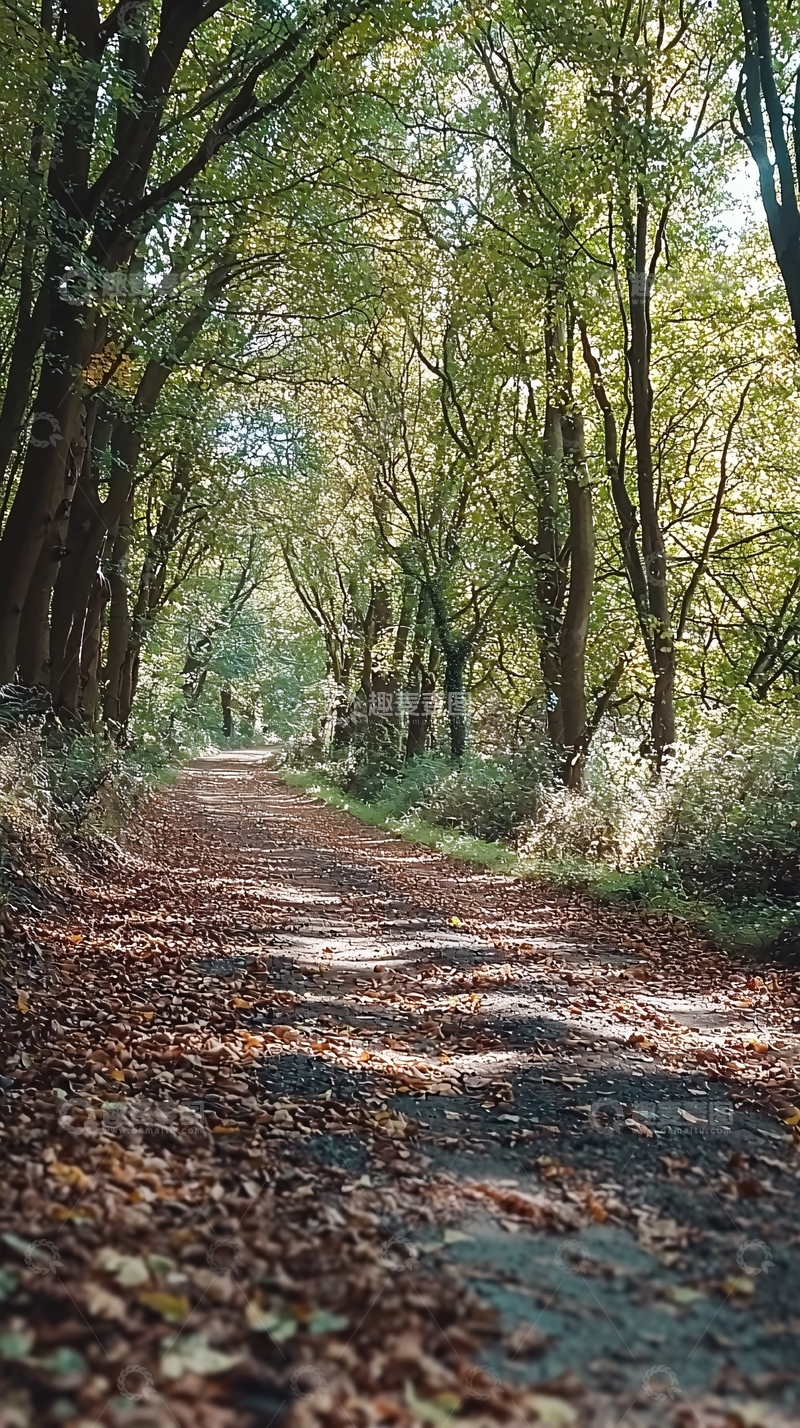 高清大图下载【趣麦麦图】树林小路落叶