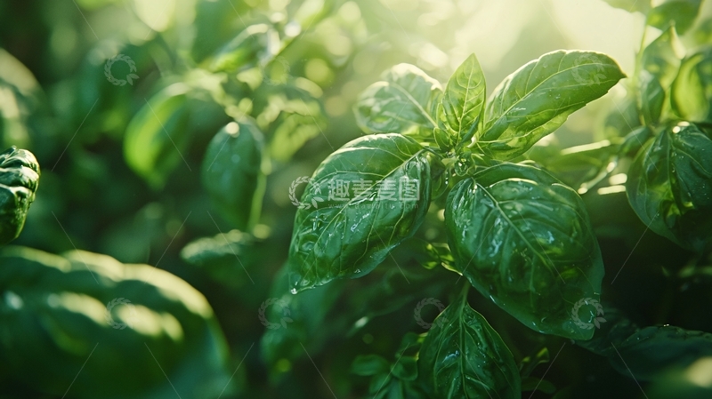 高清大图下载【趣麦麦图】阳光下的罗勒叶片特写