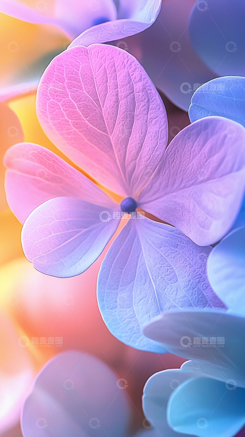高清大图下载【趣麦麦图】粉紫色渐变绣球花特写
