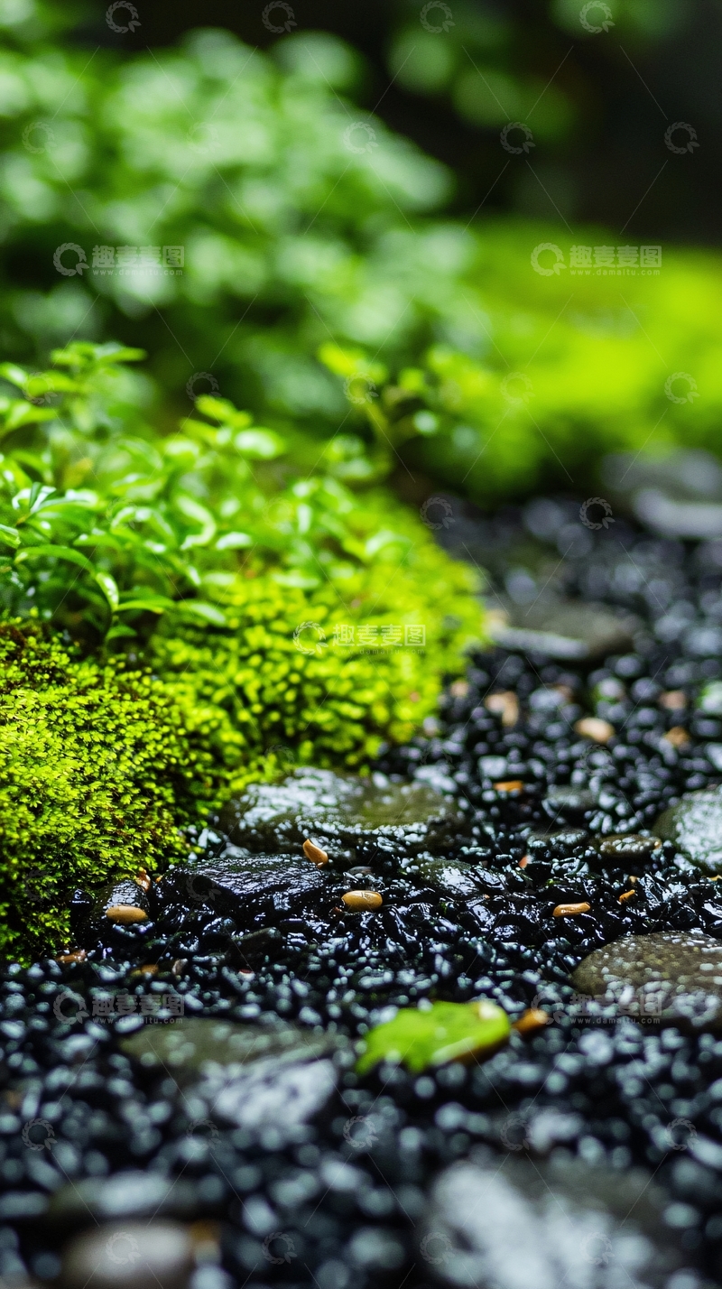高清大图下载【趣麦麦图】苔藓