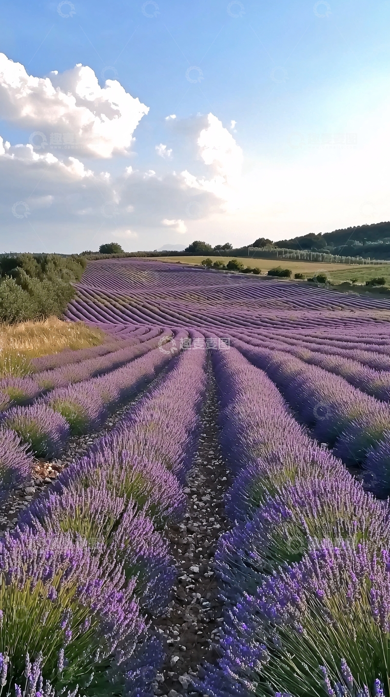 高清大图下载【趣麦麦图】薰衣草花田