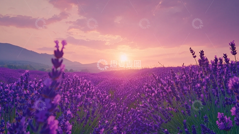 高清大图下载【趣麦麦图】日落薰衣草田野景色