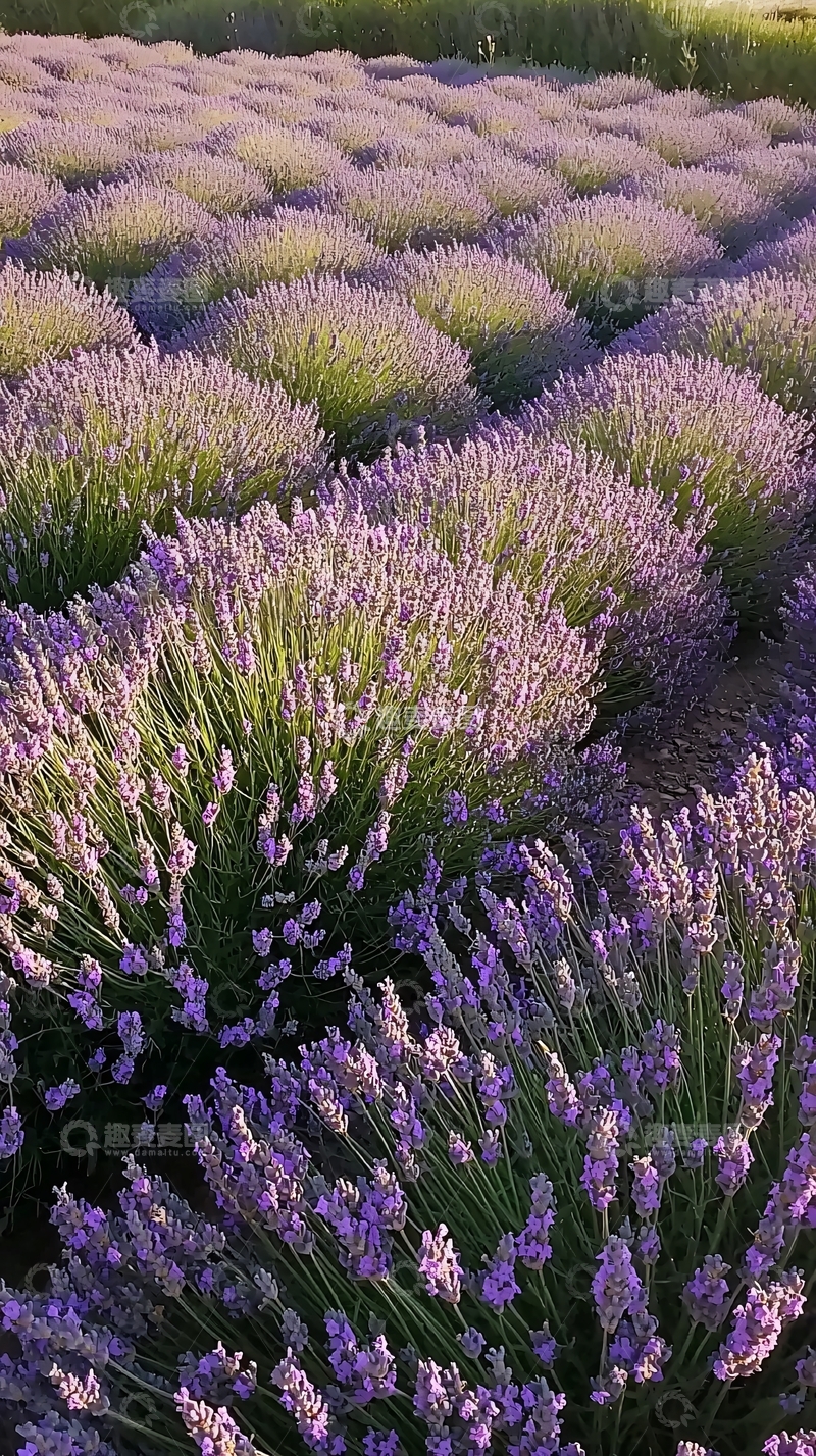 高清大图下载【趣麦麦图】-阳光下的薰衣草田