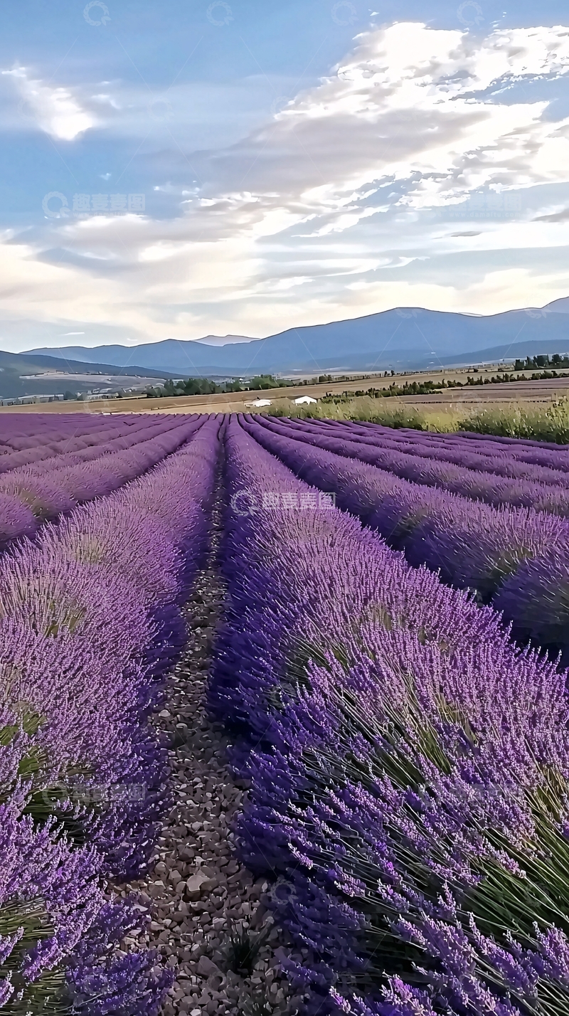 高清大图下载【趣麦麦图】薰衣草田