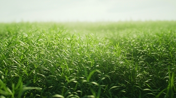 清晨雾气笼罩的青草地