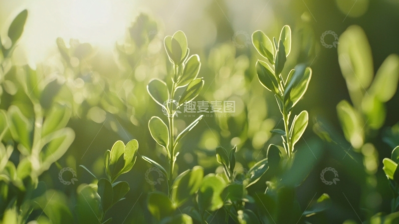 高清大图下载【趣麦麦图】阳光下绿叶嫩芽