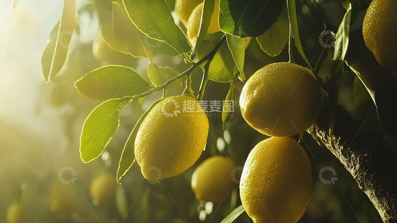 高清大图下载【趣麦麦图】阳光下枝头成熟柠檬