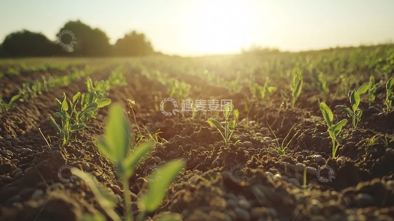 高清大图下载【趣麦麦图】田野里初升的太阳照耀着嫩芽