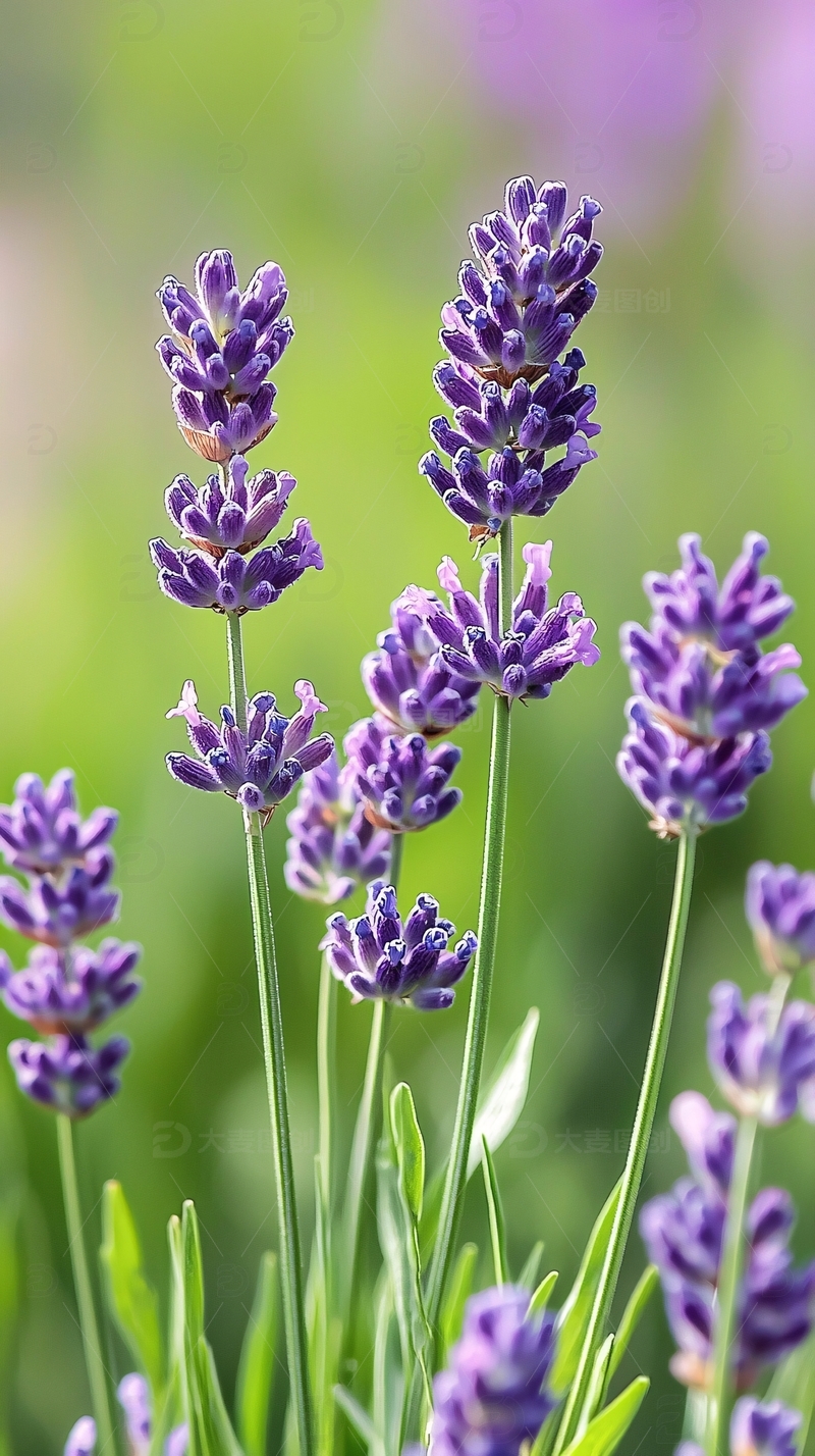 薰衣草花束特写