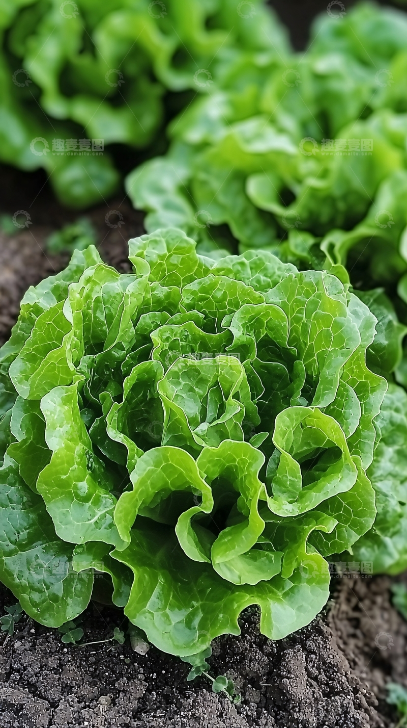 高清大图下载【趣麦麦图】新鲜翠绿的生菜特写
