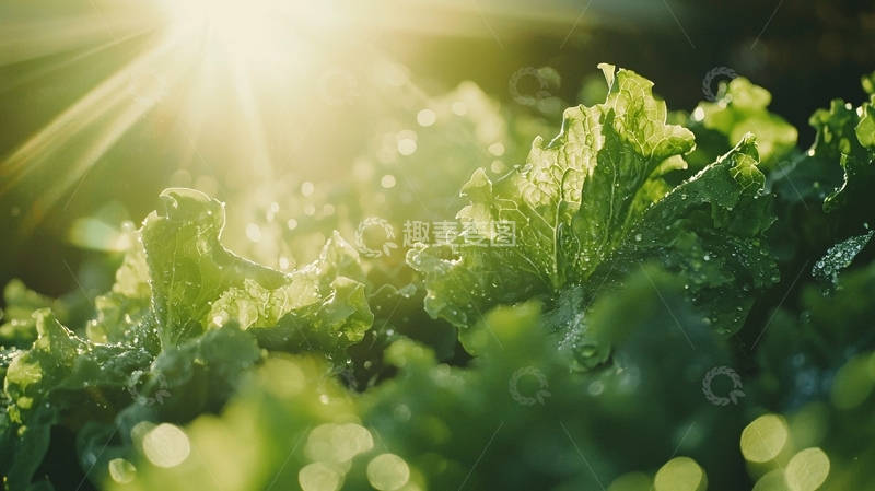高清大图下载【趣麦麦图】阳光下的绿叶蔬菜