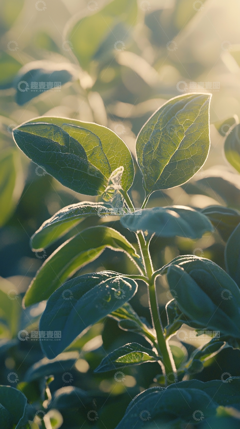 高清大图下载【趣麦麦图】阳光透过绿叶
