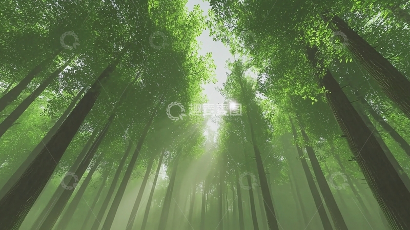 高清大图下载【趣麦麦图】森林树木向上视角