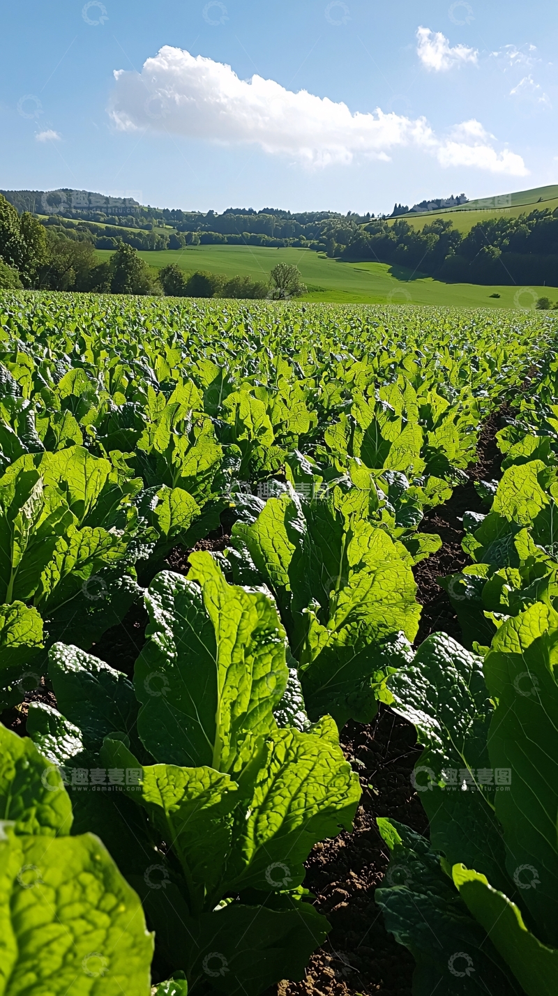 高清大图下载【趣麦麦图】绿色蔬菜田园风光