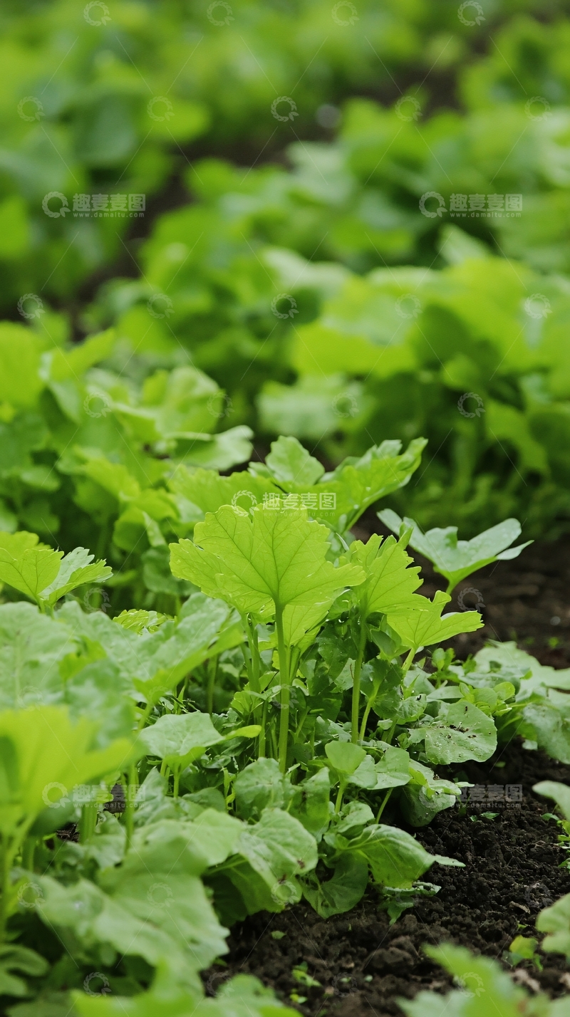 高清大图下载【趣麦麦图】绿色蔬菜田园风光