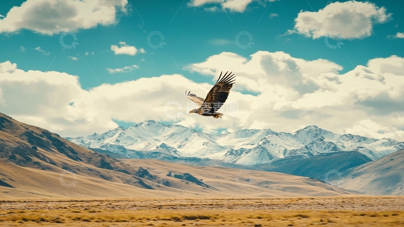 高清大图下载【趣麦麦图】雄鹰展翅高飞雪山背景