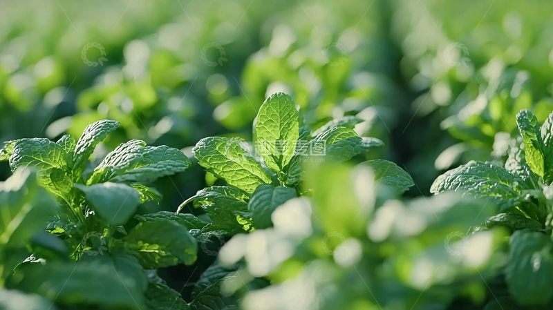 高清大图下载【趣麦麦图】绿油油的植物特写