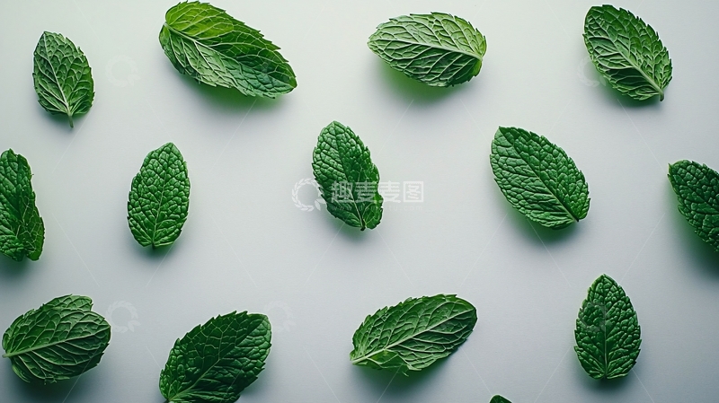 高清大图下载【趣麦麦图】薄荷叶平铺背景