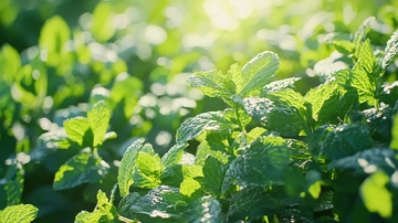 阳光下的薄荷田2